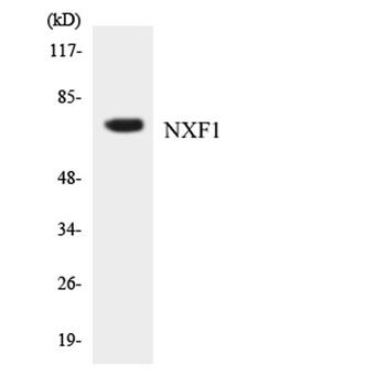 TAP rabbit pAb Antibody