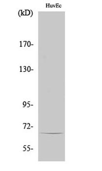 TBX15/18 rabbit pAb Antibody