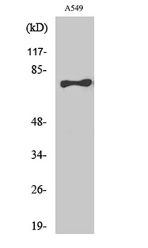TBX2/3 rabbit pAb Antibody