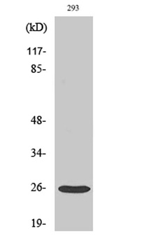 Tetraspanin-8 rabbit pAb Antibody