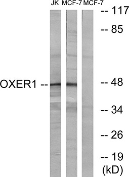 TG1019 rabbit pAb Antibody