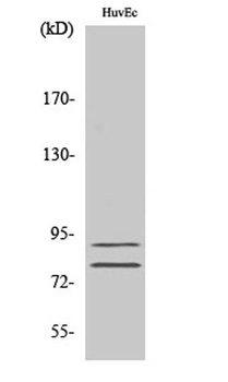TGase2 rabbit pAb Antibody