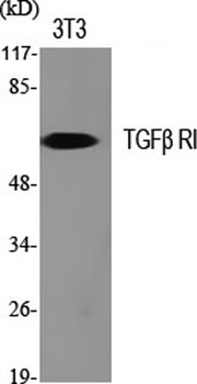 TGFβ RI rabbit pAb Antibody
