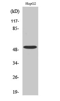 TGFβ RI rabbit pAb Antibody