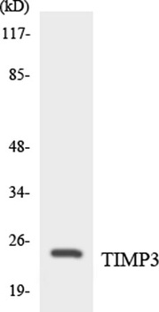 TIMP-3 rabbit pAb Antibody