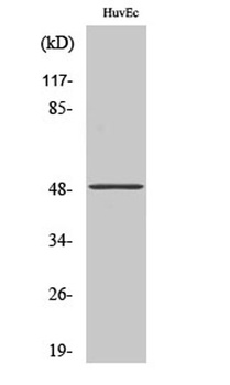 TMPRSS3 rabbit pAb Antibody
