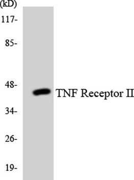 TNF-R2 rabbit pAb Antibody