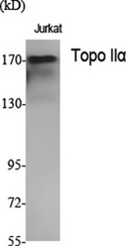 Topo IIα rabbit pAb Antibody