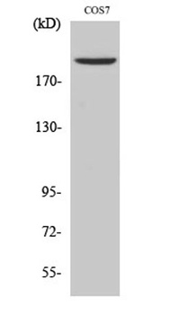 Topo IIα rabbit pAb Antibody