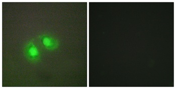 Topo IIα rabbit pAb Antibody