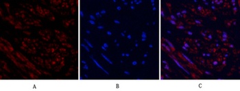 Tubulin β rabbit pAb Antibody