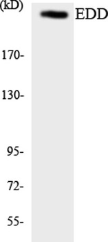 UBR5 rabbit pAb Antibody