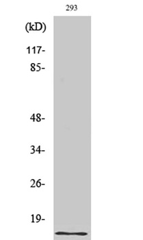Urotensin II rabbit pAb Antibody