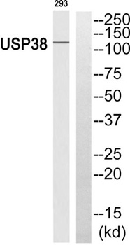 USP38 rabbit pAb Antibody