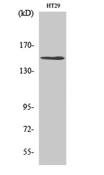 USP42 rabbit pAb Antibody