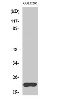 VEGI rabbit pAb Antibody