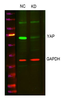 YAP rabbit pAb Antibody