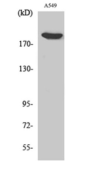 ZC3H13 rabbit pAb Antibody