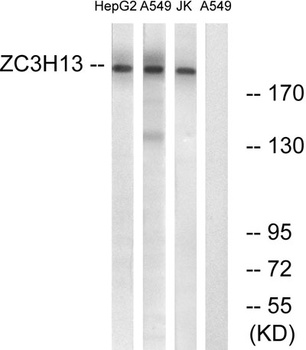 ZC3H13 rabbit pAb Antibody
