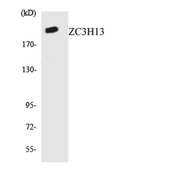 ZC3H13 rabbit pAb Antibody