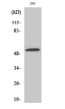 ZIP7 rabbit pAb Antibody