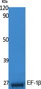 EF-1β rabbit pAb Antibody
