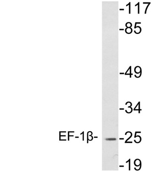 EF-1β rabbit pAb Antibody