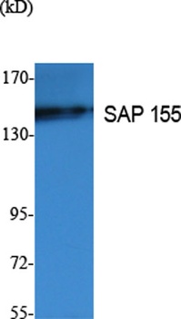 SAP 155 rabbit pAb Antibody