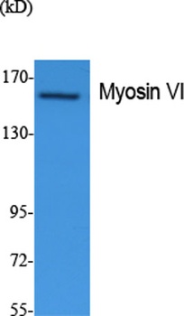 Myosin VI rabbit pAb Antibody