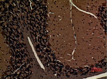 Myosin VI rabbit pAb Antibody