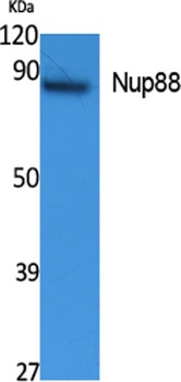 Nup88 rabbit pAb Antibody