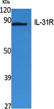 IL-31Rα rabbit pAb Antibody