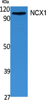 NCX1 rabbit pAb Antibody