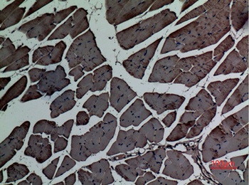 Actin-α cardiac muscle rabbit pAb Antibody