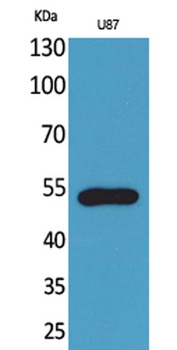Fractalkine Receptor rabbit pAb Antibody