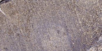 SCP-2 rabbit pAb Antibody