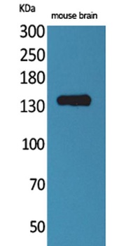 Contactin 1 rabbit pAb Antibody
