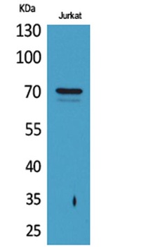 Prothrombin rabbit pAb Antibody
