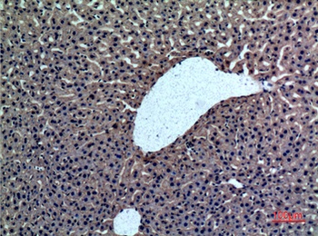 Prothrombin rabbit pAb Antibody
