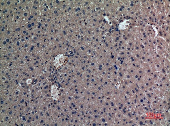 Prothrombin rabbit pAb Antibody