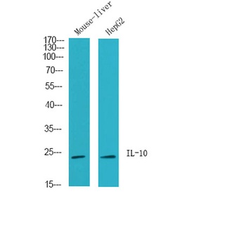 IL-10 rabbit pAb Antibody