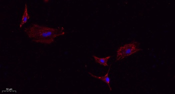 IL-10 rabbit pAb Antibody
