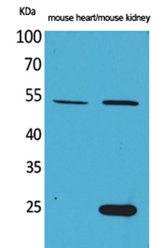 Sg III rabbit pAb Antibody