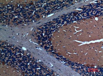 Sg III rabbit pAb Antibody