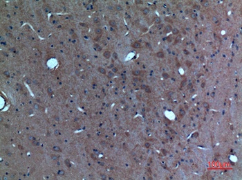 Sg III rabbit pAb Antibody