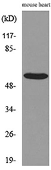 Sg III rabbit pAb Antibody