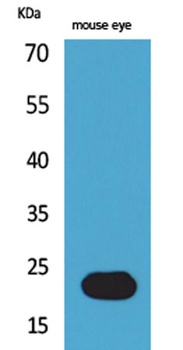 BNIP-3 rabbit pAb Antibody