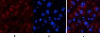Catalase rabbit pAb Antibody