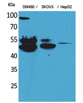 c-FLIP rabbit pAb Antibody
