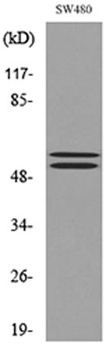 c-FLIP rabbit pAb Antibody
